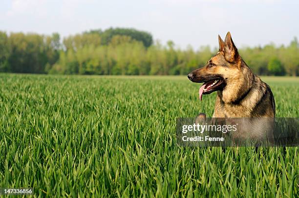 dia soalheiro - cão pastor alemão imagens e fotografias de stock