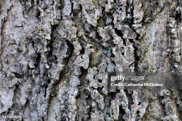 textured tree bark background with camouflaged insect - camouflage stock pictures, royalty-free photos & images