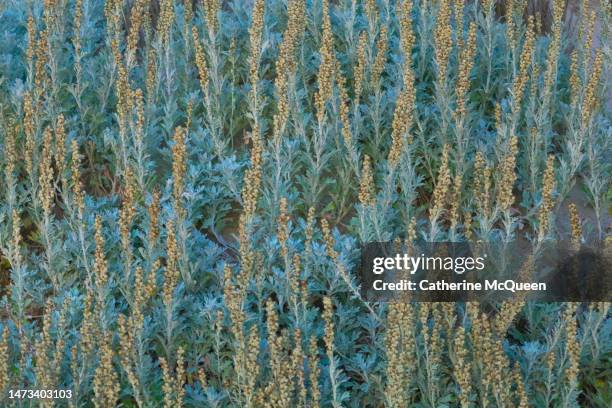large patch of artemisia growing on coastline - mugwort stock pictures, royalty-free photos & images