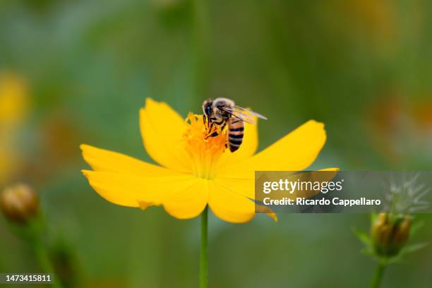 bee on a yellow flower - brazilian flowers stock pictures, royalty-free photos & images