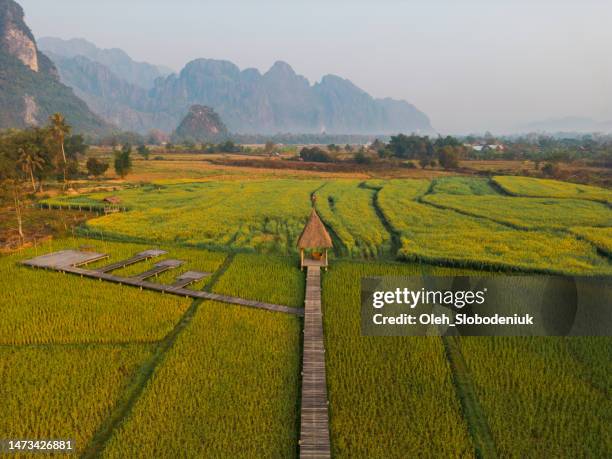 aerial view of green rice paddy - river mekong stockfoto's en -beelden