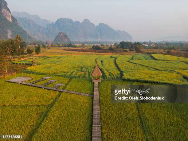 aerial view of green rice paddy - mekong river stock pictures, royalty-free photos & images