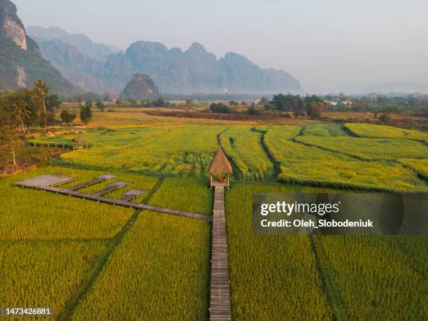 aerial view of green rice paddy - thailand laos bridge stock pictures, royalty-free photos & images