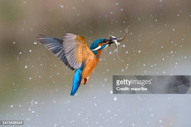 eisvogel fliegt mit zwei fischen - water bird stock-fotos und bilder