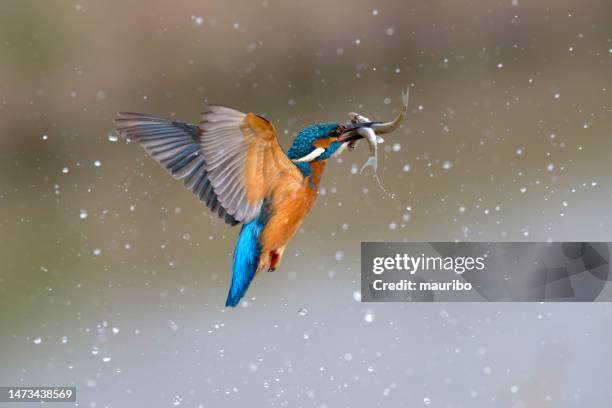 martin pescatore che vola con due pesci - water bird foto e immagini stock