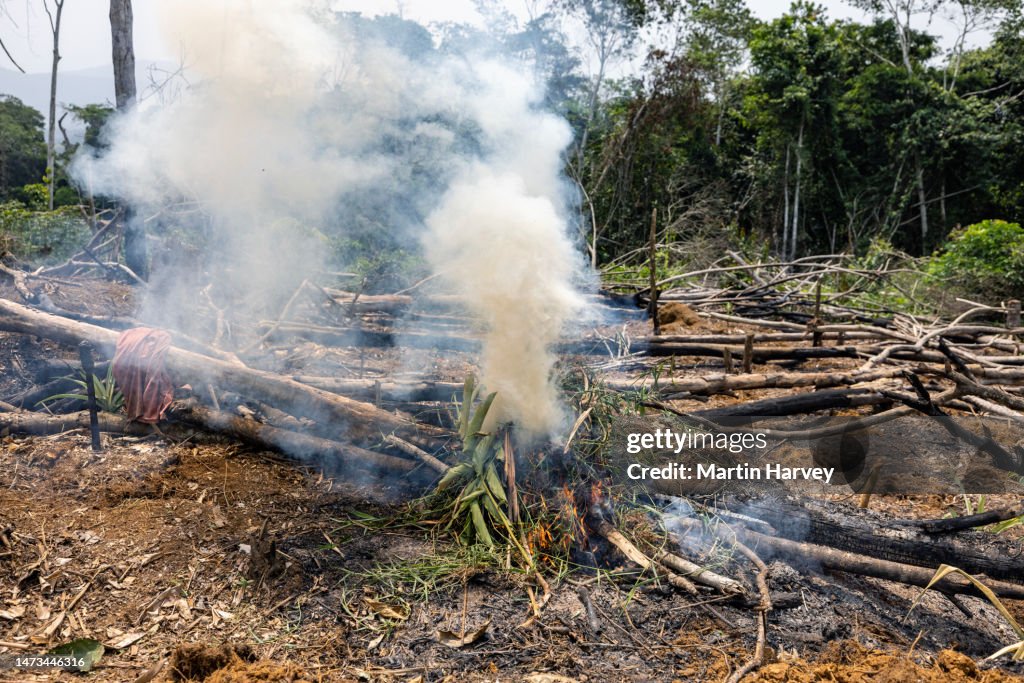 Closeup Slash And Burn Subsistence Farmers Burn Trees In A Tropical