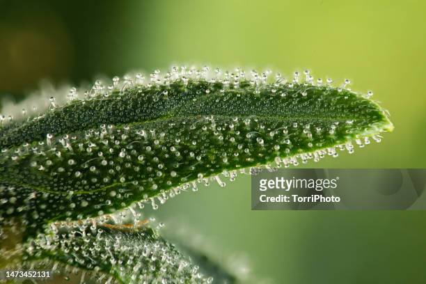 extreme close-up trichomes on marijuana female plant - cannabis leaf fotografías e imágenes de stock