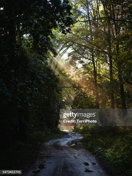 dirt road through the green spring forest after rain illuminated by sunrays - backlight　green ストックフォトと画像