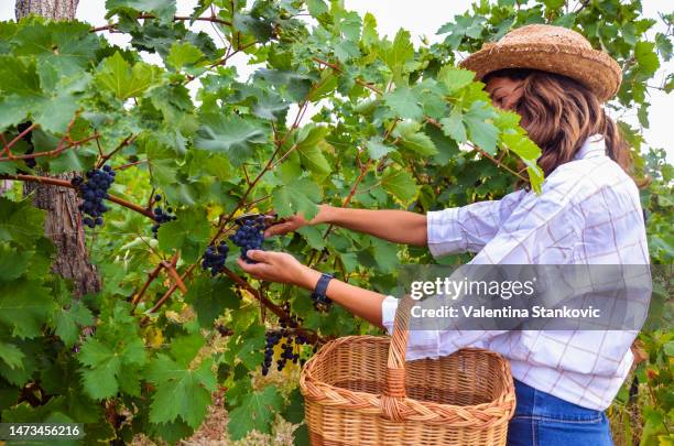 cortar un trozo de racimo de uva - vendimia fotografías e imágenes de stock