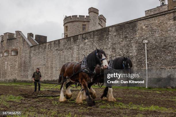 Shire horses William and Joey spread seeded soil around the moat beside the Tower of London with a chain harrow during a photocall on March 14, 2023...