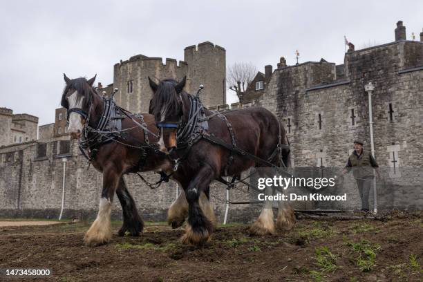 Shire horses William and Joey 'chain harrow' the moat besides the Tower of London during a photocall at Tower of London on March 14, 2023 in London,...