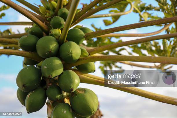 close-up of papaya fruits on the tree - albero di papaya foto e immagini stock