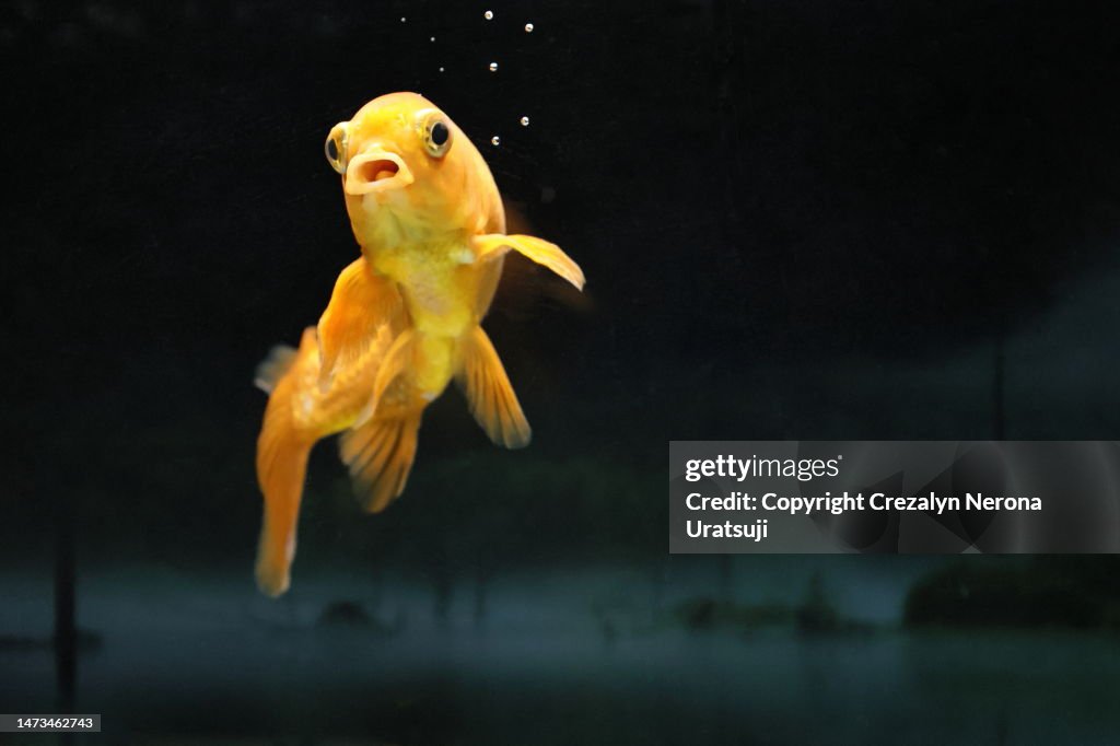 8 Year Old Gold Fish in a Fish Tank with Copy Space