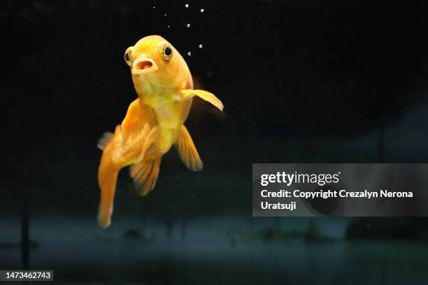 8 year old gold fish in a fish tank with copy space - kawaii stockfoto's en -beelden