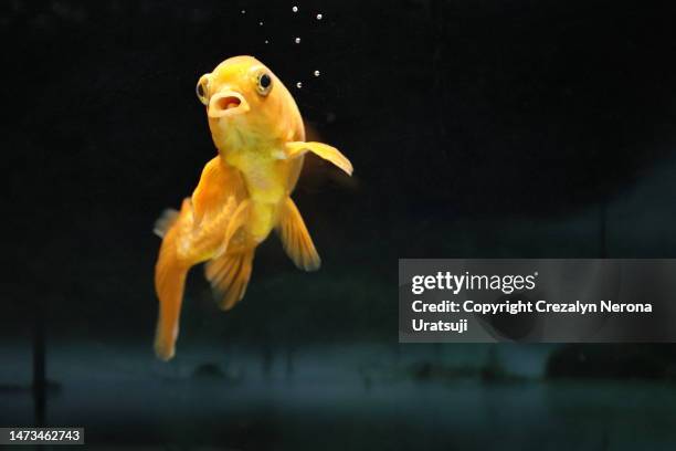 8 year old gold fish in a fish tank with copy space - gold fish imagens e fotografias de stock