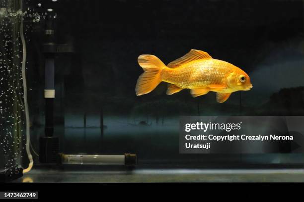 8 year old gold fish in a fish tank,side view in full length with copy space - black gold fish stock pictures, royalty-free photos & images