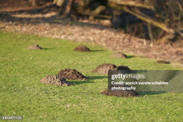 molehill and lawn - molehill stock pictures, royalty-free photos & images