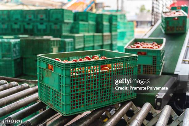 tomatoes in plastic crates on a conveyor belt to prepare for tomato sorting in the factory. - plastic vegetable crates stock pictures, royalty-free photos & images