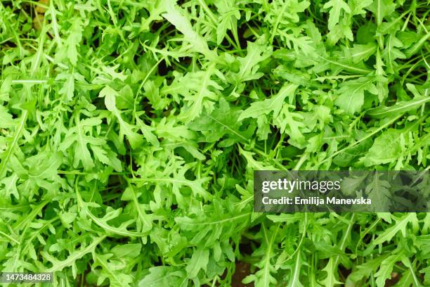 fresh green rucola growing in the garden - rucola stock-fotos und bilder