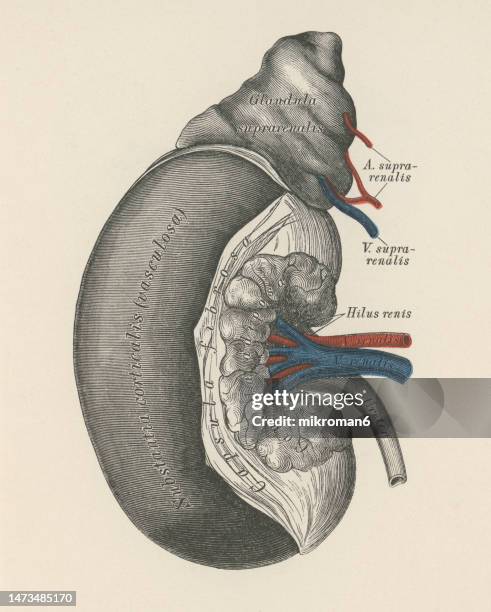 old chromolithograph illustration of section of the right kidney and adrenal gland - human kidney stock pictures, royalty-free photos & images