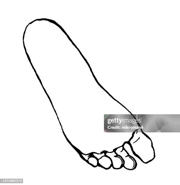 old engraved illustration of human footprint - sole of foot stock pictures, royalty-free photos & images