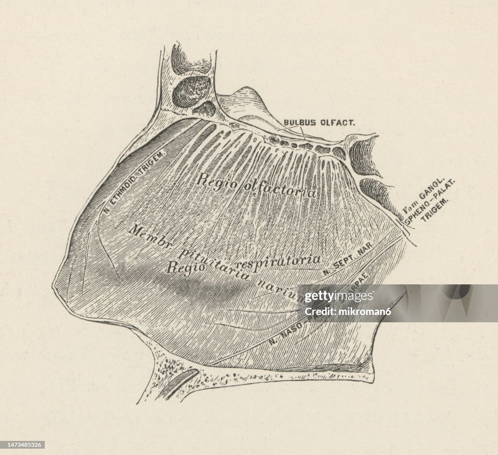 Old engraved illustration of the nasal mucosa, lines the nasal cavity