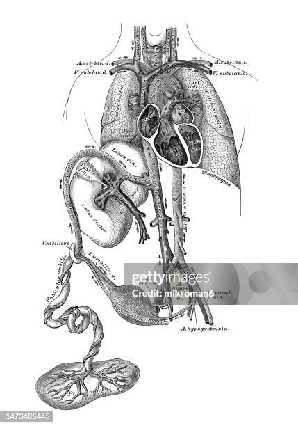 old engraved illustration of the fetal circulation - blood circulation in the fetus and newborn - umbilical cord stock pictures, royalty-free photos & images