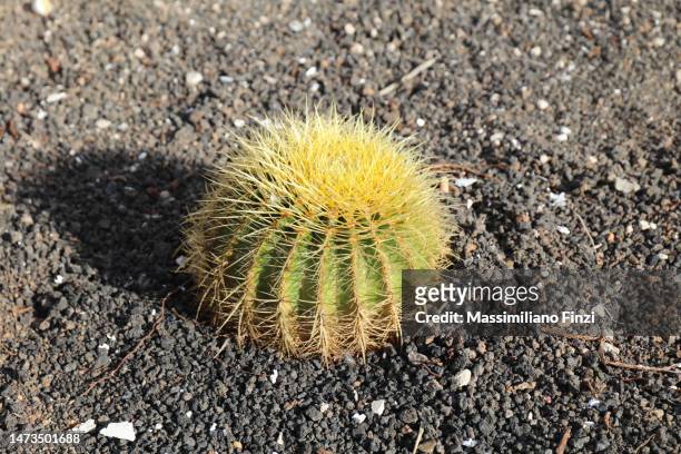high angle view of an echinocactus grusonii - grusonii stock pictures, royalty-free photos & images