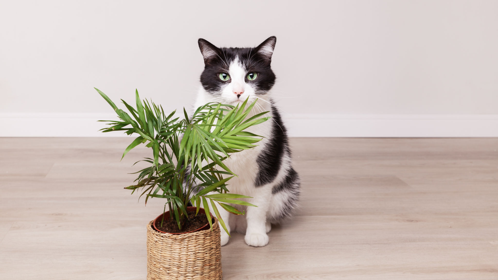 pet-friendly plants