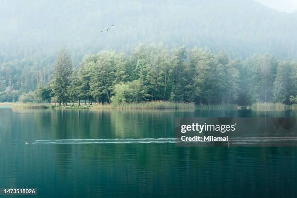 great crested grebe, woerthersee, austria, klagenfurt - ヴェルターゼー ストックフォトと画像