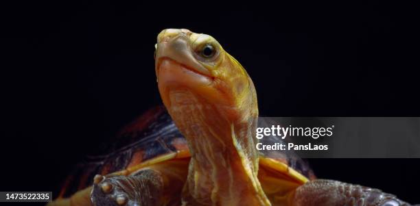 yellow-margined box turtle (cuora flavomarginata) - box turtle fotografías e imágenes de stock