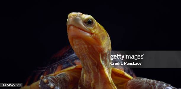 yellow-margined box turtle (cuora flavomarginata) - box turtle - fotografias e filmes do acervo