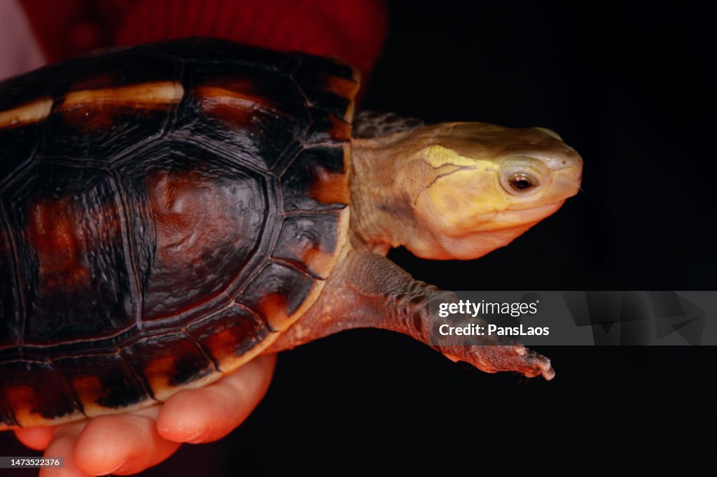 Yellow Shell Box Turtle Yellowmargined Box Turtle High-Res Stock Photo - Getty Images