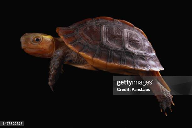 Yellow Shell Box Turtle 306 Box Turtle Shell Stock Photos, High-Res Pictures, and Images ...