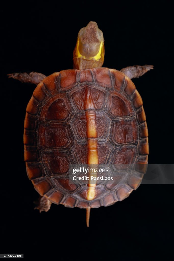 Yellow Shell Box Turtle Yellowmargined Box Turtle High-Res Stock Photo - Getty Images