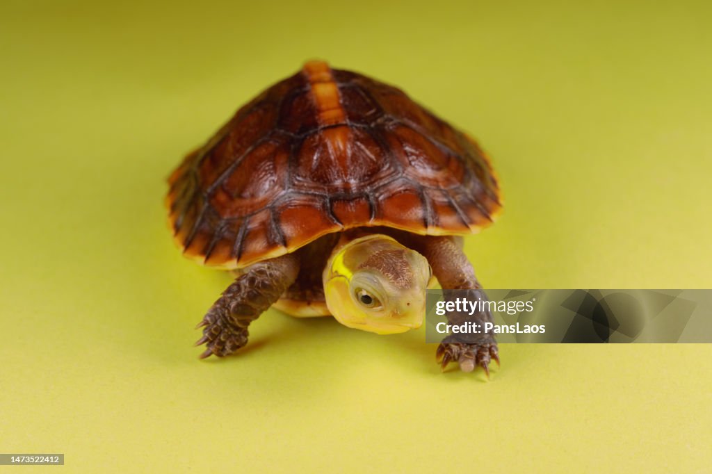 Yellow Shell Box Turtle Yellowmargined Box Turtle High-Res Stock Photo - Getty Images