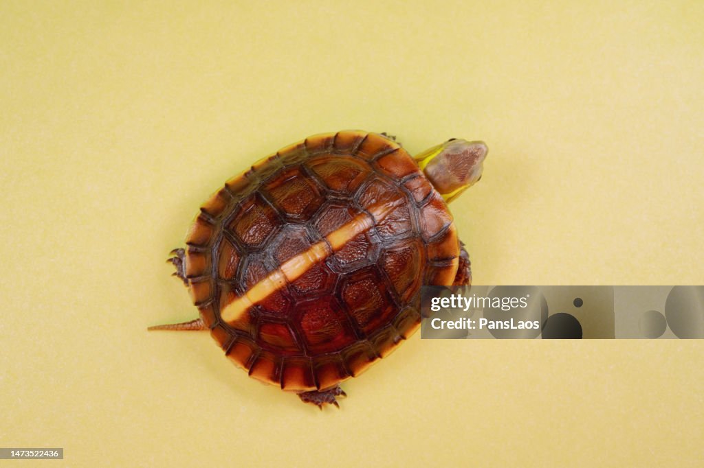 Yellow Shell Box Turtle Yellowmargined Box Turtle High-Res Stock Photo - Getty Images