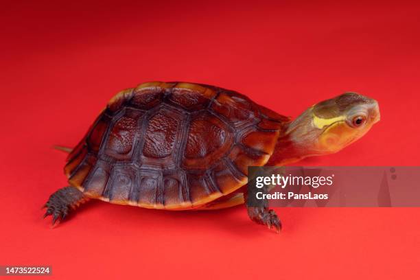 Yellow Shell Box Turtle Box Turtle Shell Photos and Premium High Res Pictures - Getty Images