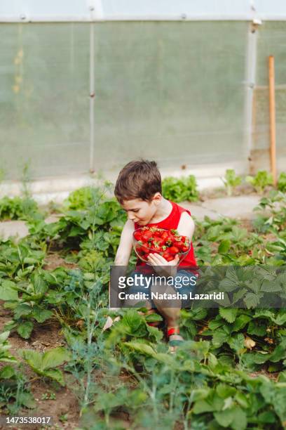 the boy is harvesting strawberries - chandler strawberry stock pictures, royalty-free photos & images