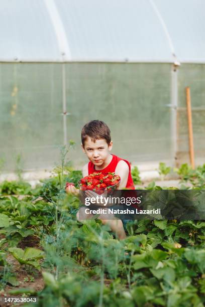 the boy is harvesting strawberries - chandler strawberry stock pictures, royalty-free photos & images