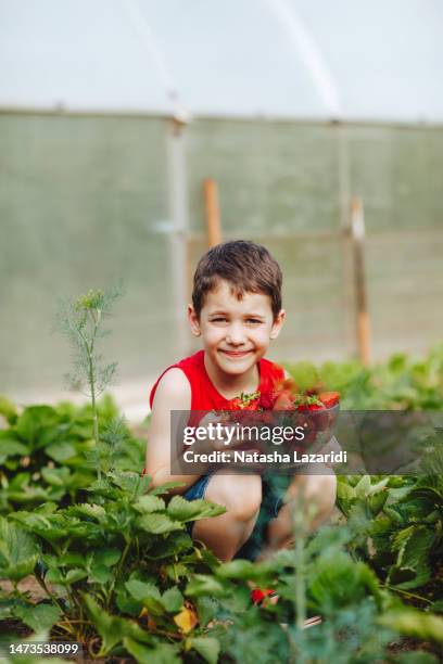 the boy is harvesting strawberries - chandler strawberry stock pictures, royalty-free photos & images