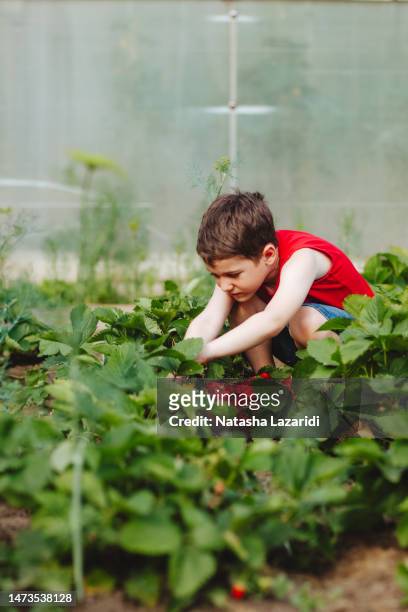 the boy is harvesting strawberries - chandler strawberry stock pictures, royalty-free photos & images