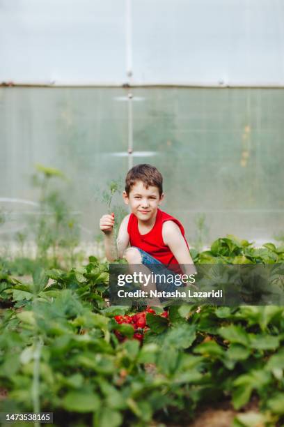 the boy is harvesting strawberries - chandler strawberry stock pictures, royalty-free photos & images