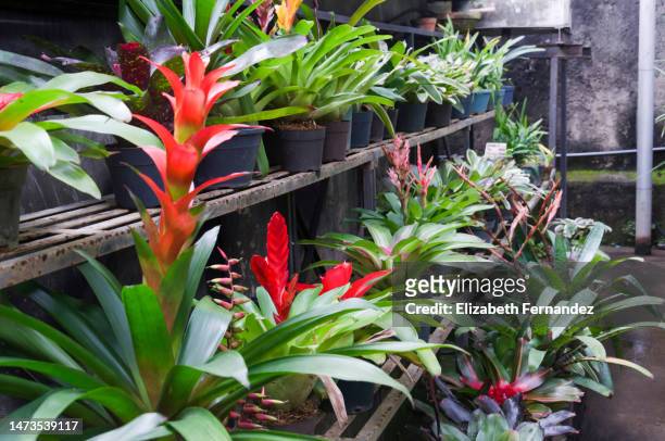 tropical plants - hawaiian heliconia stock pictures, royalty-free photos & images