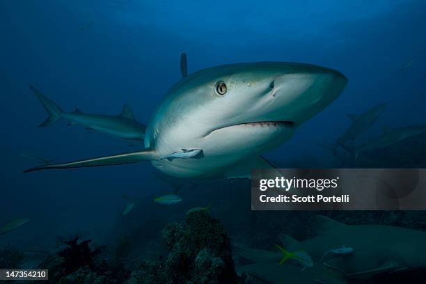 reef shark - caribbean reef shark imagens e fotografias de stock