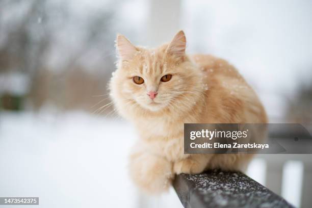 red cat outdoor in winter - feline stockfoto's en -beelden