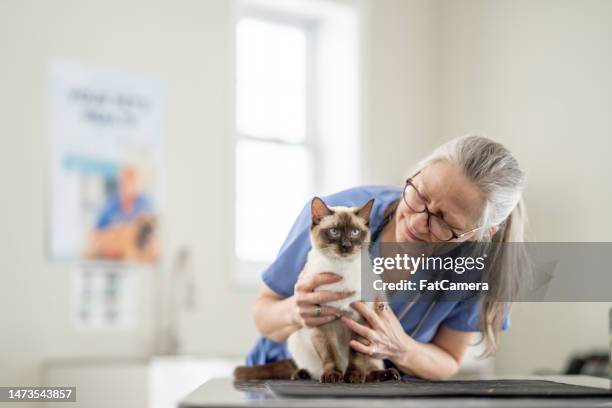 veterinario con un gato - clínica veterinaria fotografías e imágenes de stock