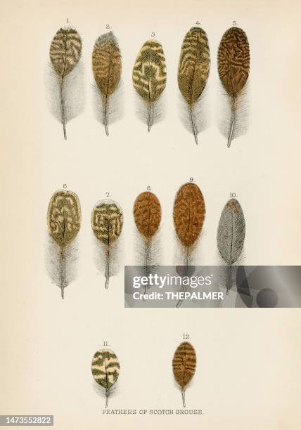 feathers of scotch grouse engraving 1892 - grouse mountain stock illustrations