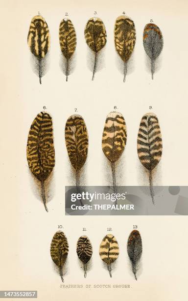 feathers of scotch grouse engraving 1892 - grouse mountain stock illustrations