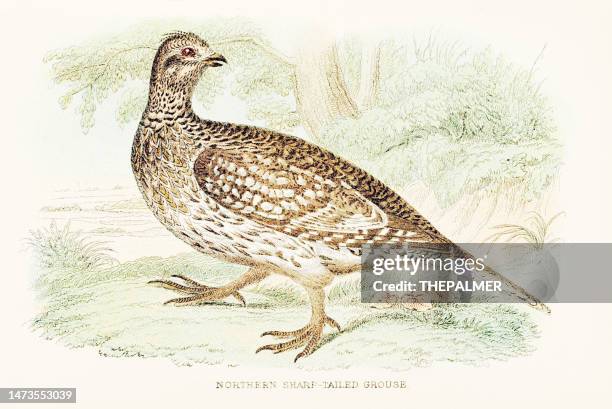 northern sharp-tailed grouse engraving 1892 - grouse mountain stock illustrations